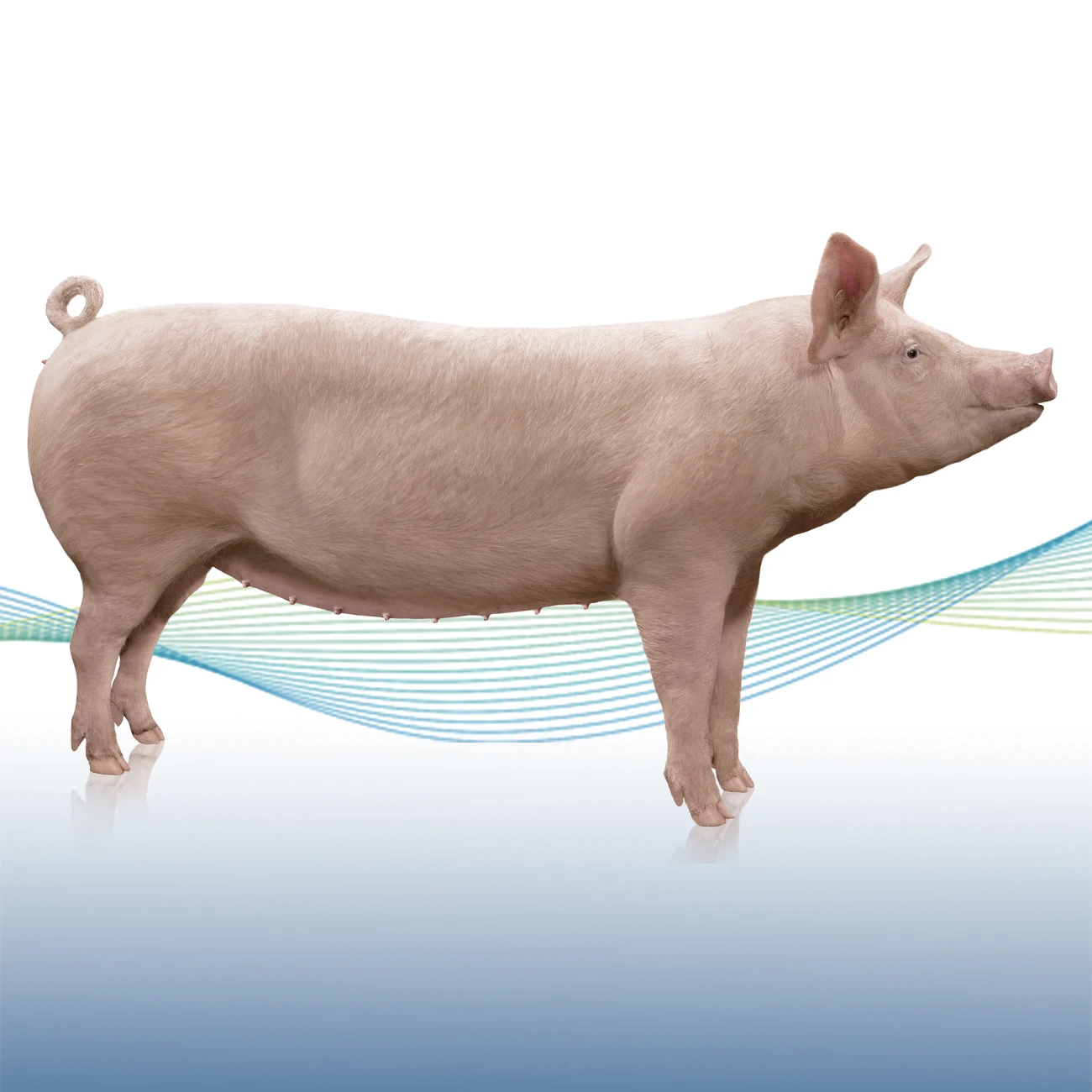 F1-Hibrid krmača — uzgojna i proizvodna osnova