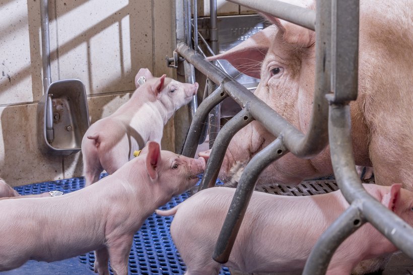 Premium prasad na farmi — krmača s prasicima, Farma Ovčarevo